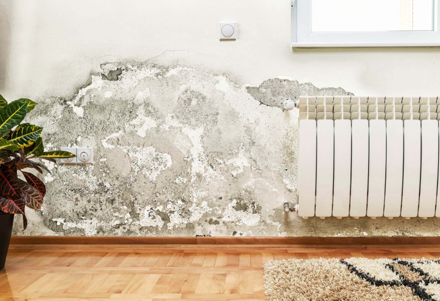 mold-insurance